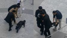 小鹏机器人摔倒AEB未启动引质疑