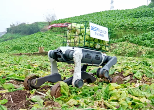 云深处春节送狗进山 科技助力减轻辛劳