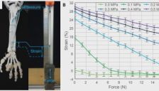 苏黎世联邦理工研发仿生气动机械手 精准复刻人体解剖结构