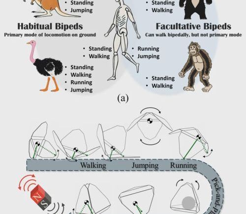 北理工团队研发磁驱微机器人 实现形态功能共融决策