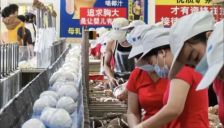 椰树集团采购50台人形机器人剥椰子 转型硬核科技